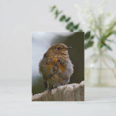 Baby Robin Postcard Postkarte (Stehend Vorderseite)