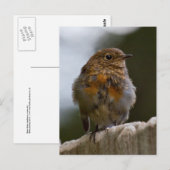 Baby Robin Postcard Postkarte (Vorne/Hinten)
