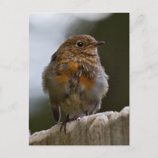 Baby Robin Postcard Postkarte (Vorderseite)