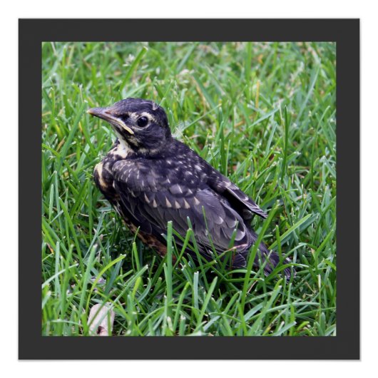 Baby Robin sitzt auf Grasfotografie Poster (Vorderseite)