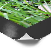 Baby Robin sitzt auf Grasfotografie Poster (Ecke)