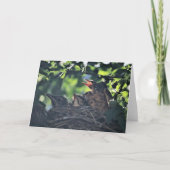 Baby Robins Birds in Nest Neugeborene Wildtiere Karte (Vorderseite)