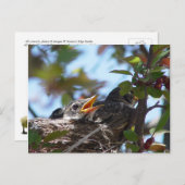 Baby Robins im Nest Postcard Postkarte (Vorne/Hinten)