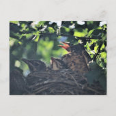 Baby Robins in Nest Nature Wildlife Animals Foto Postkarte (Vorderseite)
