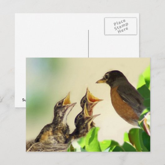 Baby Robins Postkarte (Vorne/Hinten)