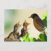 Baby Robins Postkarte (Vorderseite)