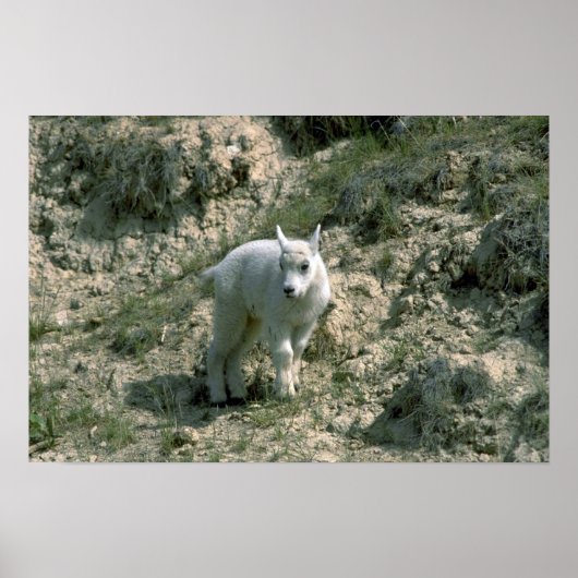 Baby Rocky Mountain Goat Poster (Vorne)