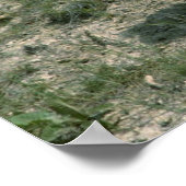 Baby Rocky Mountain Goat Poster (Ecke)