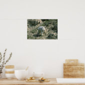 Baby Rocky Mountain Goat Poster (Küche)