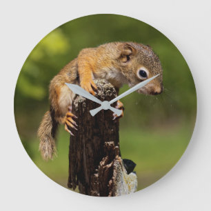 Baby-Rot Eichhörnchen Große Wanduhr