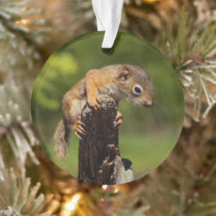 Baby-Rot Eichhörnchen Ornament