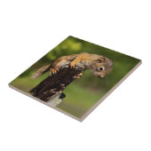 Baby Rothörnchen Fliese (Seite)