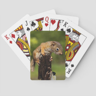 Baby Rothörnchen Spielkarten