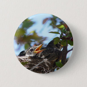 Baby-Rotkehlchen im Nest-Knopf Button