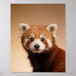 Baby-Rotpanda-Porträt – Süße Tier-Wanddekoration f Poster