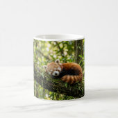 Baby-Rotpanda-Ruht auf einem Baum Kaffeetasse (Mittel)
