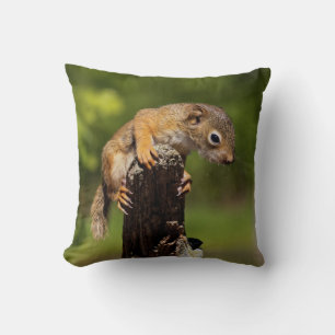 Baby-Rotschwanzhörnchen Kissen