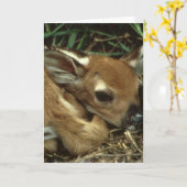 Baby-Rotwild-Gruß-Karte Karte (Gelbe Blume)