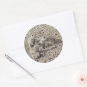 Baby-Runde-Ground-Eichhörnchenfamilie Runder Aufkleber (Umschlag)