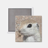 Baby Runder-Taille-Eichhörnchen-Magnet Magnet (Vorderseite/Rückseite)
