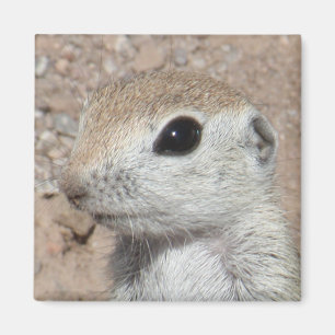 Baby Runder-Taille-Eichhörnchen-Magnet Magnet