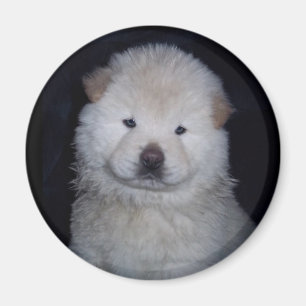 Baby-SahneChow-Chow-Magnet Magnet