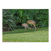 Baby Sandhill Crane mit Eltern (Vorderseite (Horizontal))