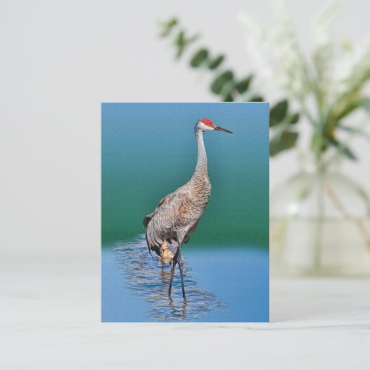 Baby Sandhill Crane und Mutter Postcard Postkarte (Stehend Vorderseite)
