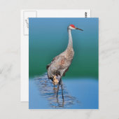 Baby Sandhill Crane und Mutter Postcard Postkarte (Vorne/Hinten)