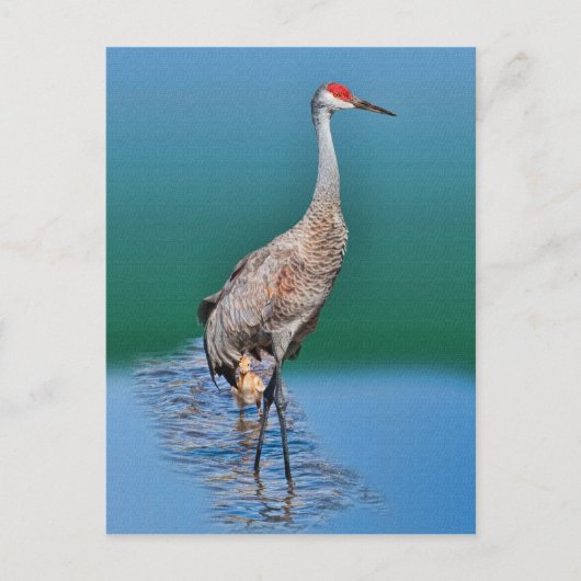 Baby Sandhill Crane und Mutter Postcard Postkarte (Vorderseite)