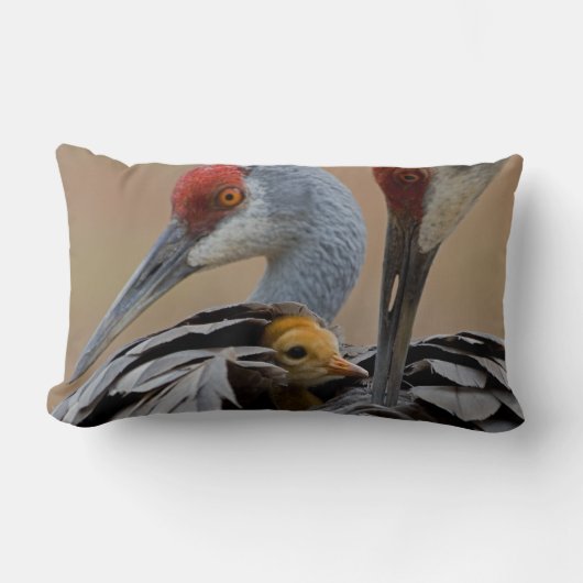 Baby Sandhill Lendenkissen (Vorderseite)