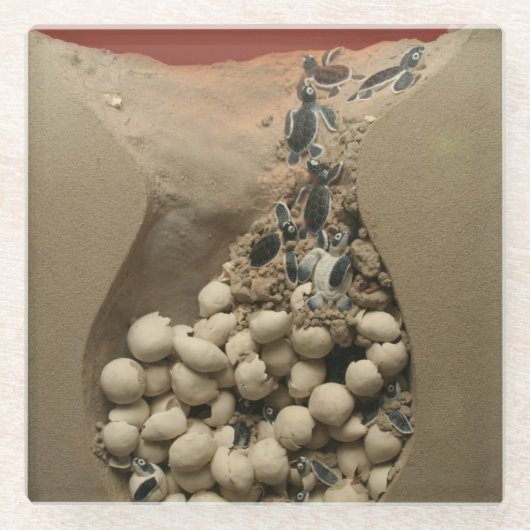 Baby-Schildkröte-Ei-Ausbrüten Glasuntersetzer (Vorderseite)