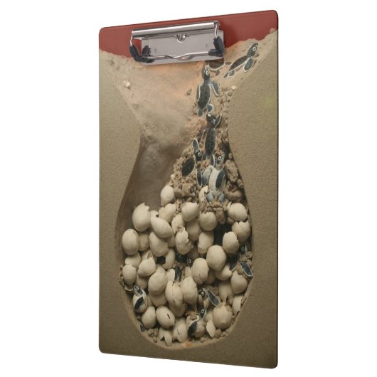 Baby-Schildkröte-Ei-Ausbrüten Klemmbrett (Links)