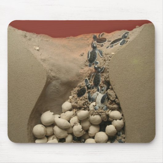 Baby-Schildkröte-Ei-Ausbrüten Mousepad (Vorne)
