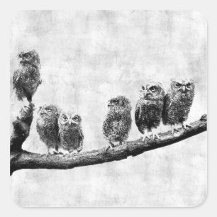 Baby-Schreieulen-Aufkleber Quadratischer Aufkleber