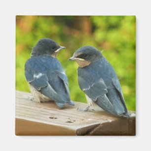 Baby-Schwalben Naturfotografie Magnet