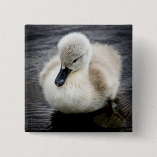 Baby-Schwan Cygnet Button