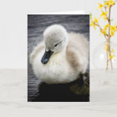 Baby-Schwan| Cygnet Karte (Gelbe Blume)