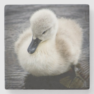 Baby-Schwan Cygnet Steinuntersetzer