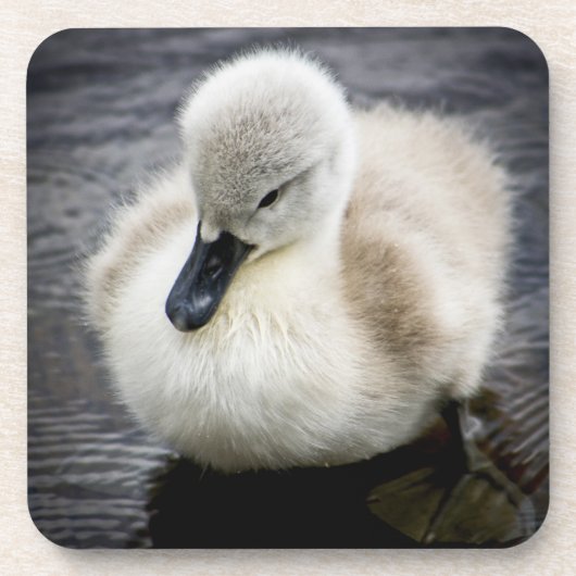 Baby-Schwan| Cygnet Untersetzer (Vorderseite)