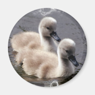 Baby-Schwan-runder Magnet