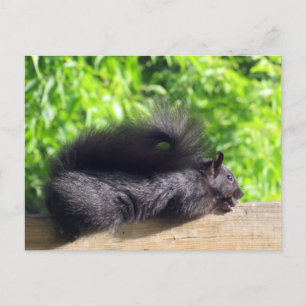 Baby Schwarzes Eichhörnchen sonnt sich auf Balkong Postkarte