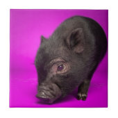 Baby-schwarzes Schwein Fliese (Vorderseite)