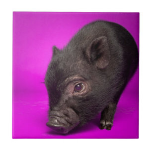 Baby-schwarzes Schwein Fliese