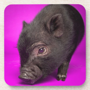 Baby-schwarzes Schwein Getränkeuntersetzer