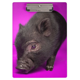 Baby-schwarzes Schwein Klemmbrett