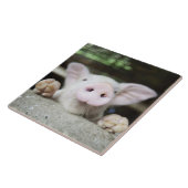 Baby-Schwein im Stift, Ferkel Fliese (Seite)