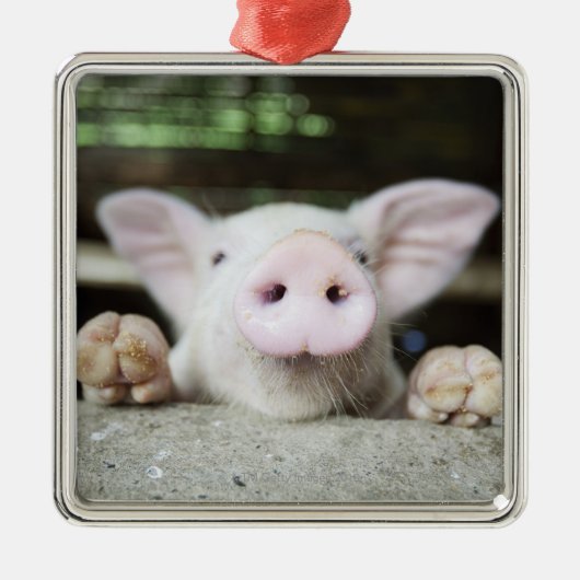 Baby-Schwein im Stift, Ferkel Silbernes Ornament (Vorne)