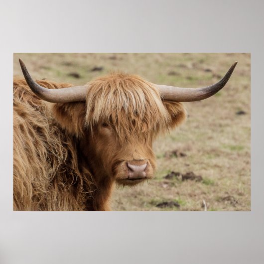 Baby Scottish Highland Cow Poster (Vorne)