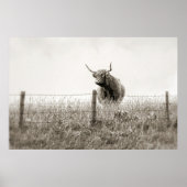 Baby Scottish Highland Cow Poster (Vorne)